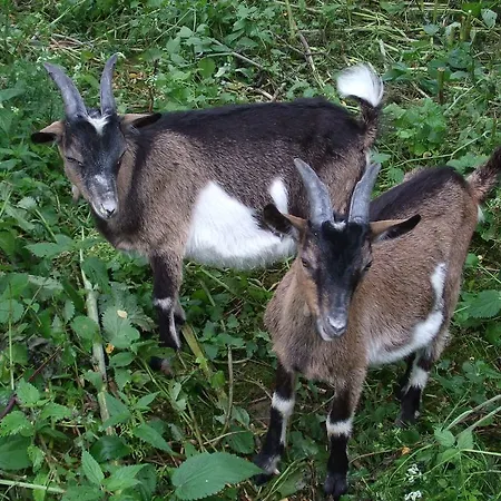 בית הארחה Vizimalom Kemping, Panzio Es Etterem Turistvandi